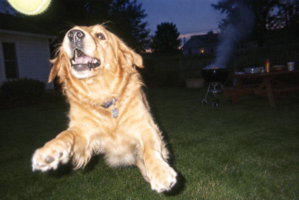backyard bbq, golden hour — shot on Pixie
